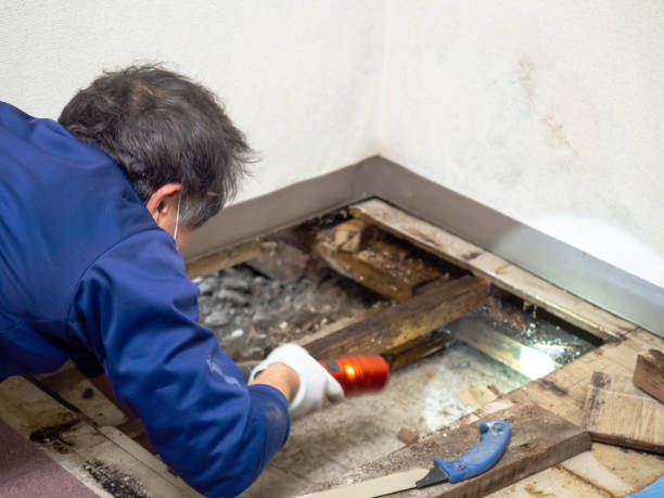 Best Crawl Space Mold Removal  in Horizon City, TX