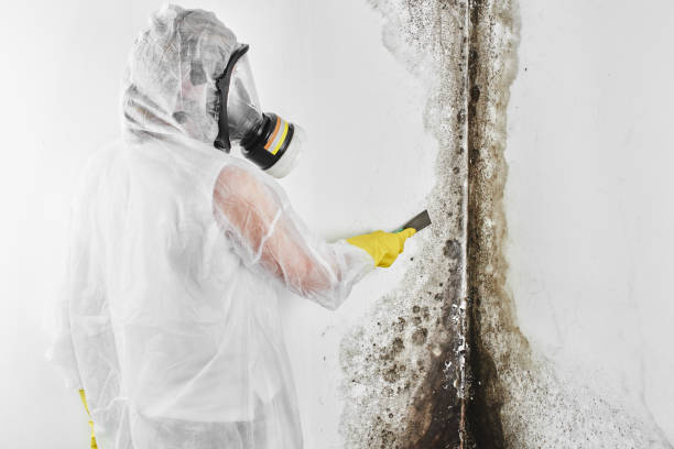 Best Residential Mold Removal  in Horizon City, TX