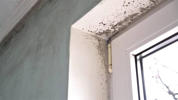 Best Mold Removal Near Me  in Horizon City, TX