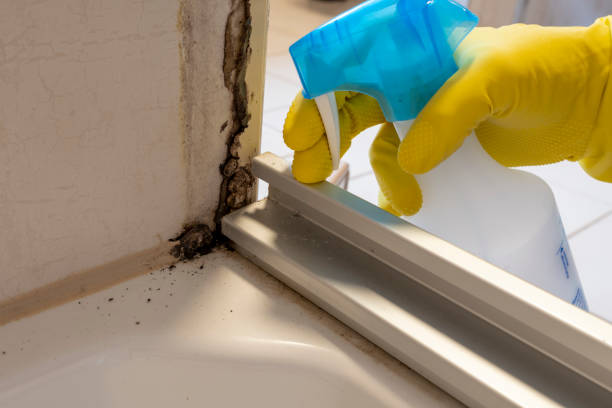 Best Home Mold Removal  in Horizon City, TX