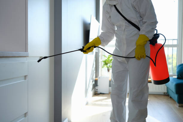 Trusted Horizon City, TX Mold Removal Experts