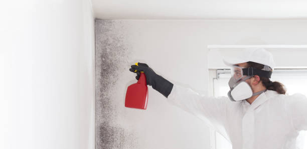 Best Mold Removal and Inspection  in Horizon City, TX