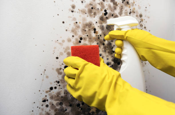 Best Best Mold Removal Companies  in Horizon City, TX