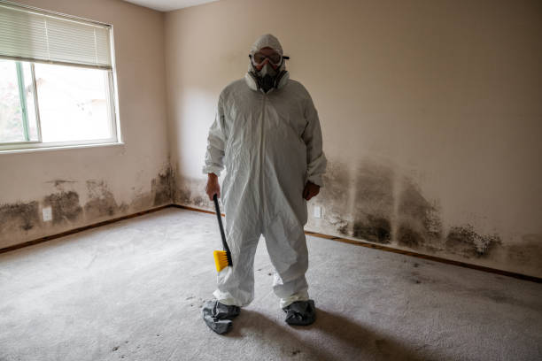 Best Mold Damage Repair  in Horizon City, TX