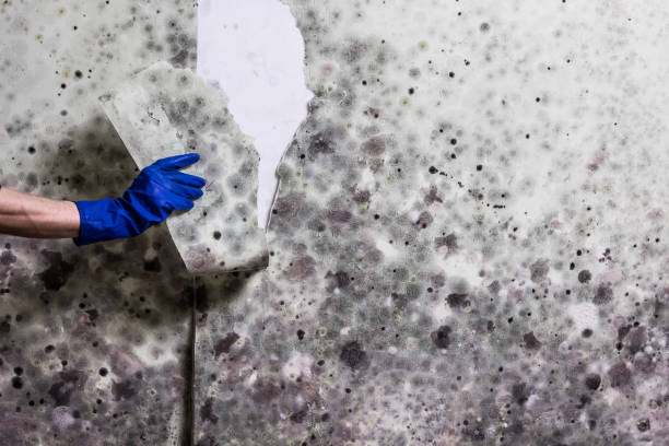 Best Crawl Space Mold Removal  in Horizon City, TX