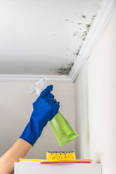 Best Commercial Mold Removal  in Horizon City, TX