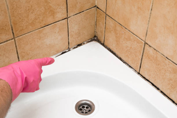 Best Commercial Mold Removal  in Horizon City, TX